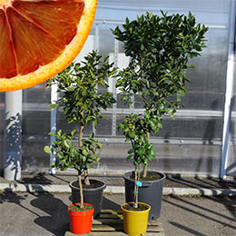 citrus sinensis sanguinea 1